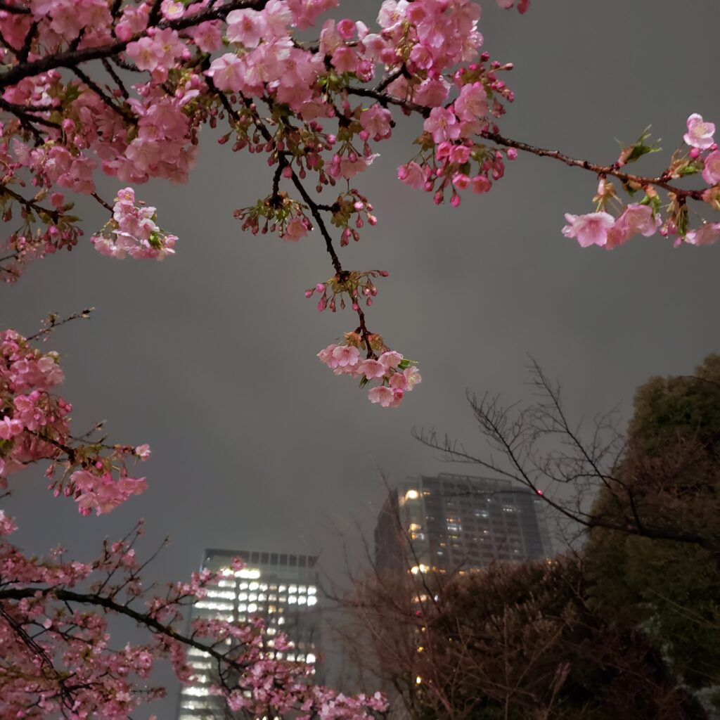 河津桜