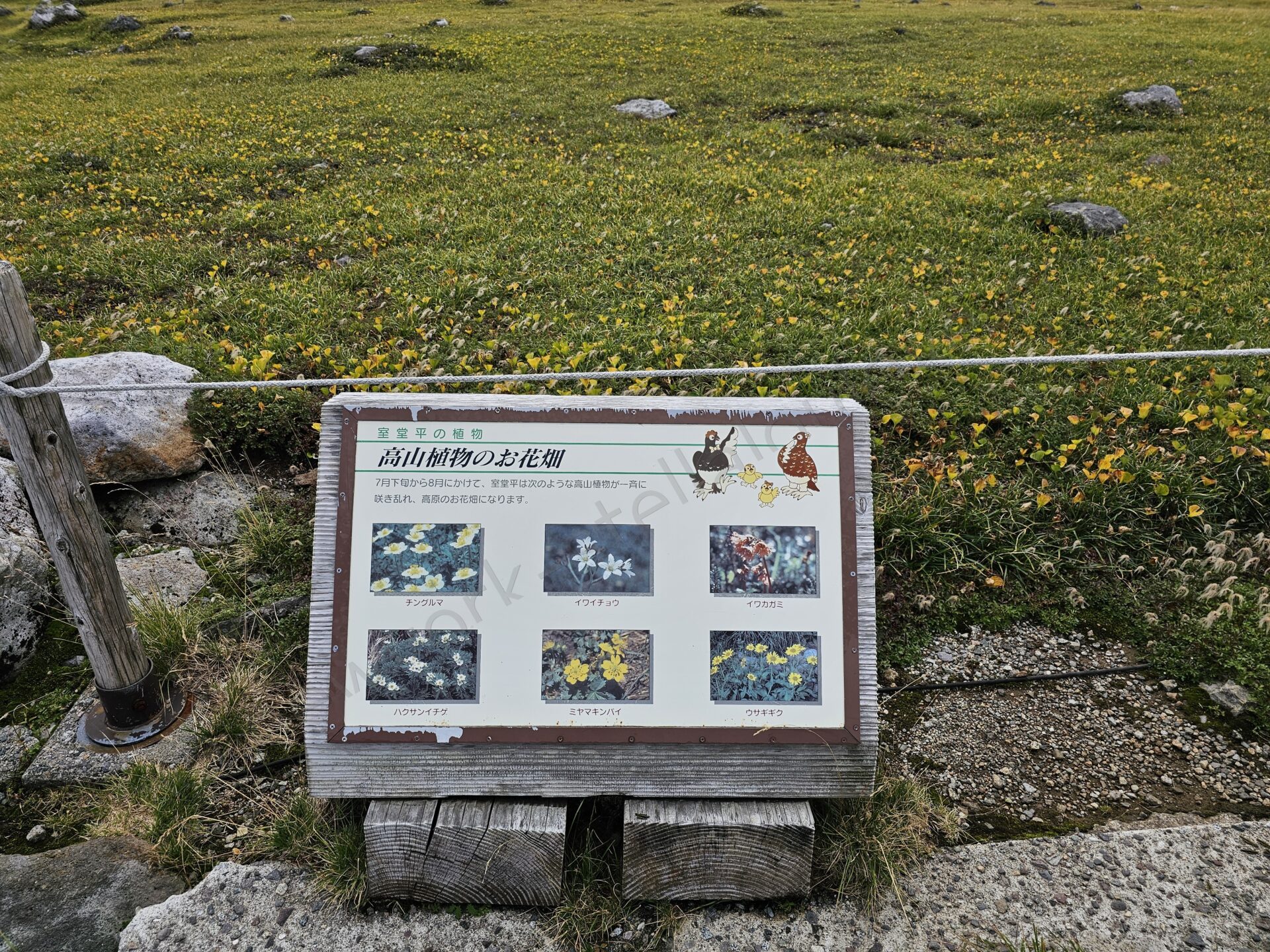 室堂平の高山植物のお花畑を紹介する案内板