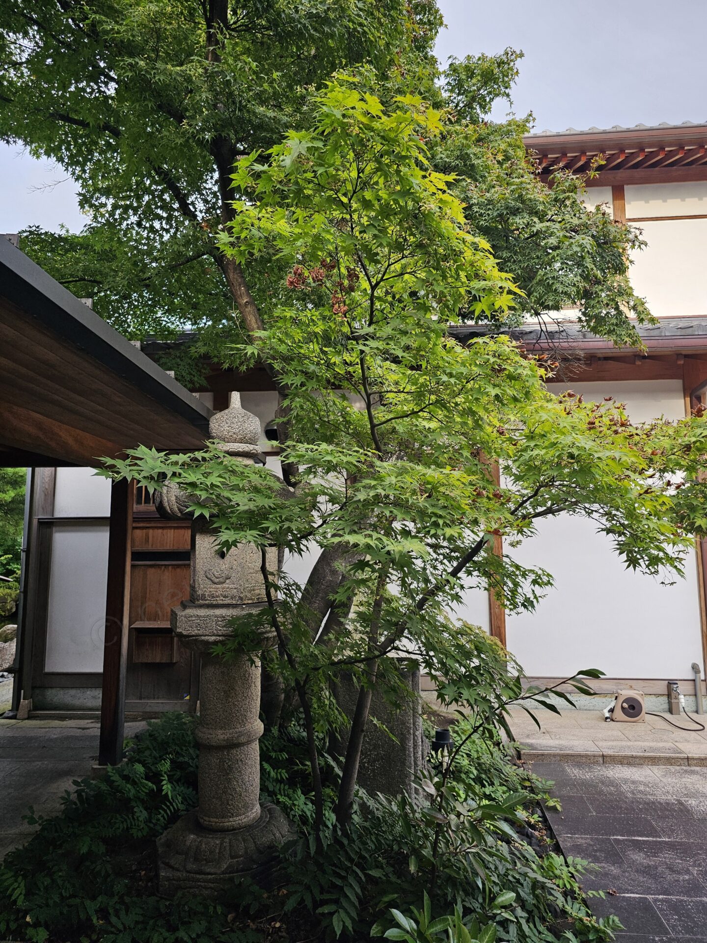 酒蔵の庭にある石灯籠ともみじ