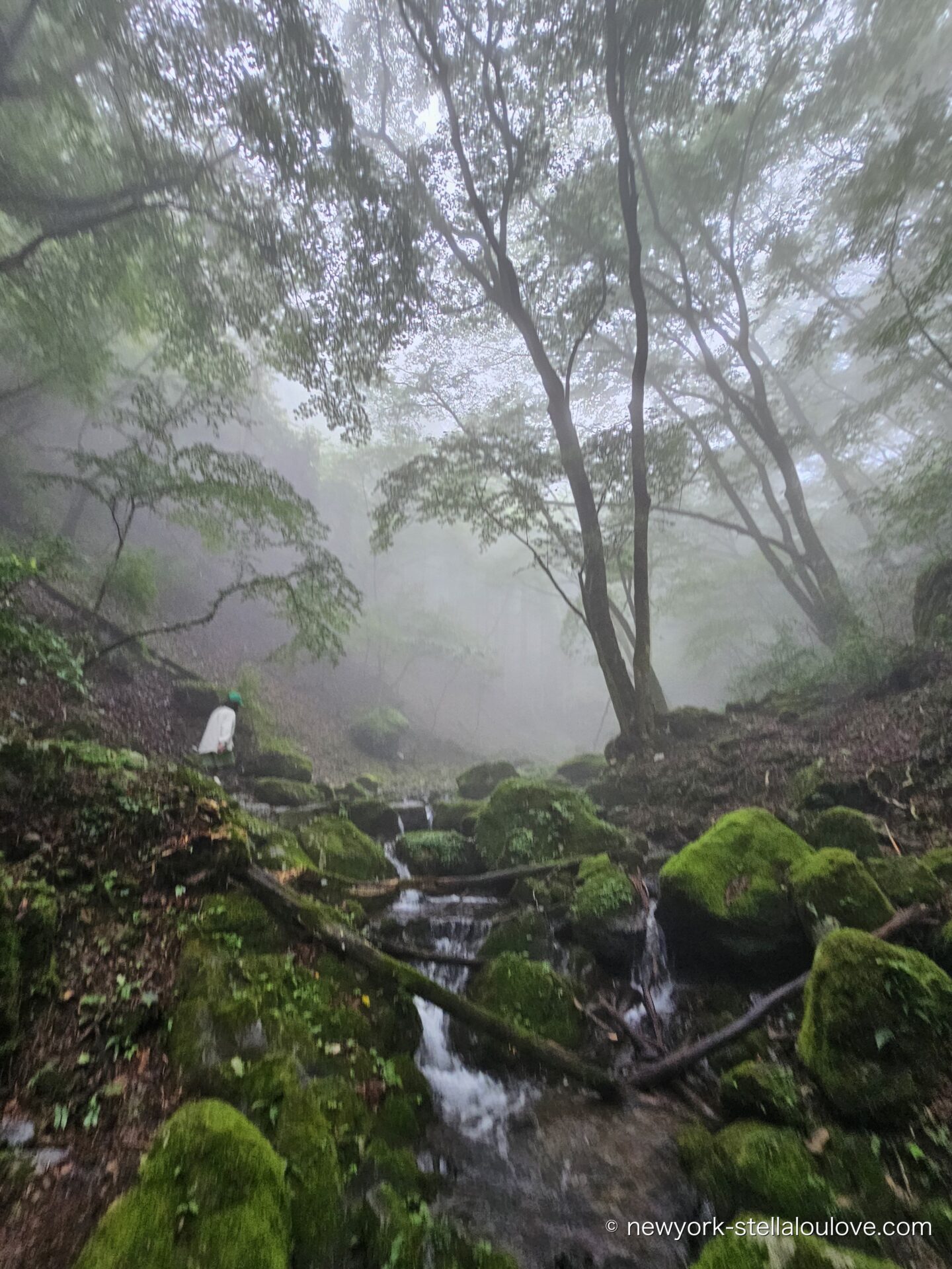 苔むした岩と小さな滝